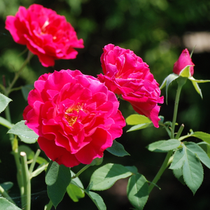 Piros - virágágyi floribunda rózsa